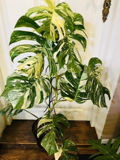 Zdjęcie oferty: Monstera Variegata MARMUR  rarytas kolekcjonersk