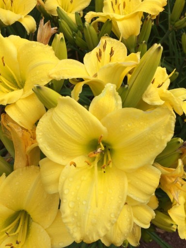 Zdjęcie oferty: Liliowiec Hemerocallis Kinga HF-042