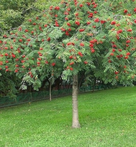 Zdjęcie oferty: Jarząb pospolity Pendula Sorbus aucuparia 1,8-2,5m