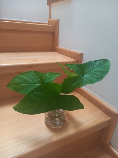 Zdjęcie oferty: Syngonium zroślicha arrow