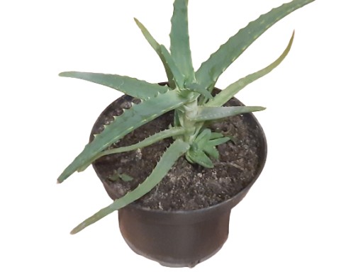 Zdjęcie oferty: aloes - Aloes drzewiasty Aloe arborescens