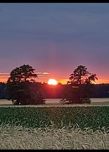 Zdjęcie oferty: Żyto ozime ziarno zielony nawóz  poplon 20kg