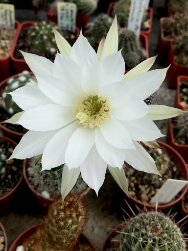 Zdjęcie oferty: kaktus echinopsis subnenudata
