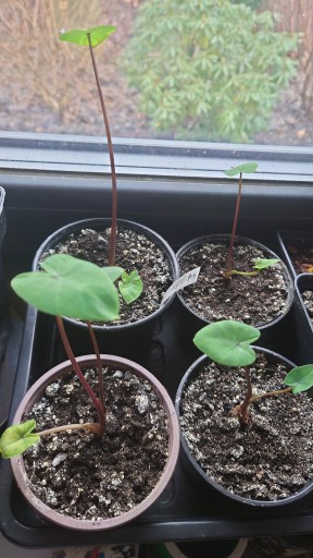 Zdjęcie oferty: Colocasia Fontanesi Black Stem