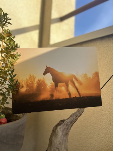 Zdjęcie oferty: Fotoobraz koń, A4