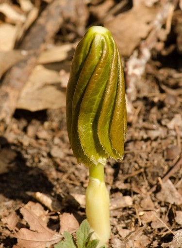 Zdjęcie oferty: Stopkowiec/stopowiec (sadzonka) / Podophyllum