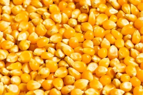 Zdjęcie oferty: Kukurydza Pasza dla Drobiu kur zanęta ziarno 25kg