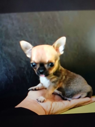 Zdjęcie oferty: Chihuahua Miniaturka Laleczka