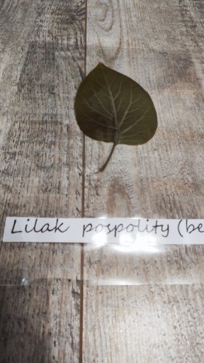 Zdjęcie oferty: Ususzony liść Lilak pospolity z napisem zielnik 