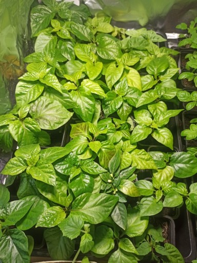 Zdjęcie oferty: Ostra papryka sadzonki Carolina reaper, Trinidad