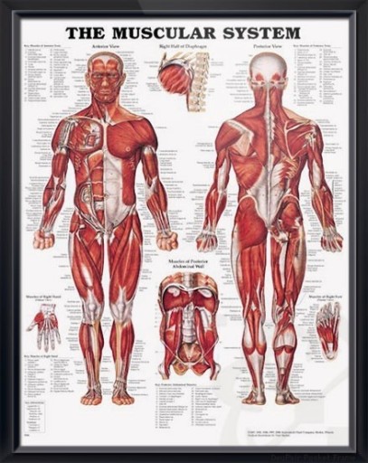 Zdjęcie oferty: UKŁAD MIĘŚNIOWY - edukacyjny plakat anatomiczny