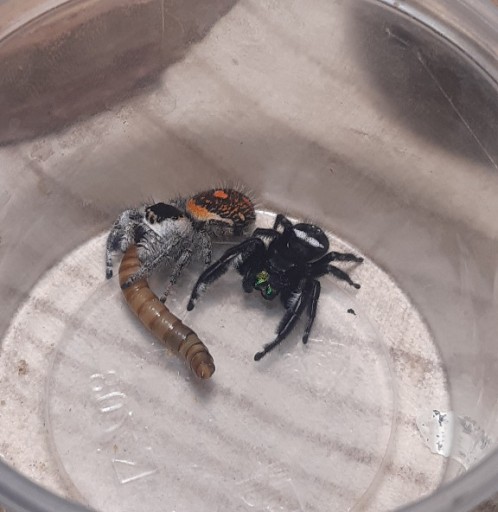 Zdjęcie oferty: Skakun królewski L4/ L5 phidippus regius SOROA x3