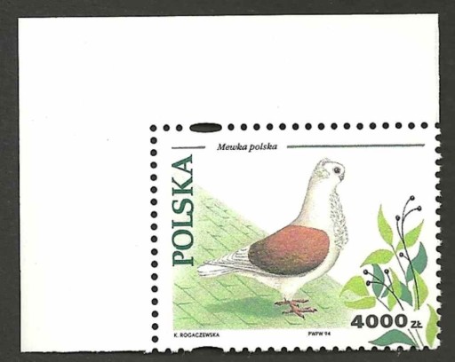 Zdjęcie oferty: 1994_Fi 3363**-Gołębie hodowlane