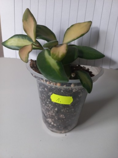 Zdjęcie oferty: Hoya Hoja Ds-70 wariegata