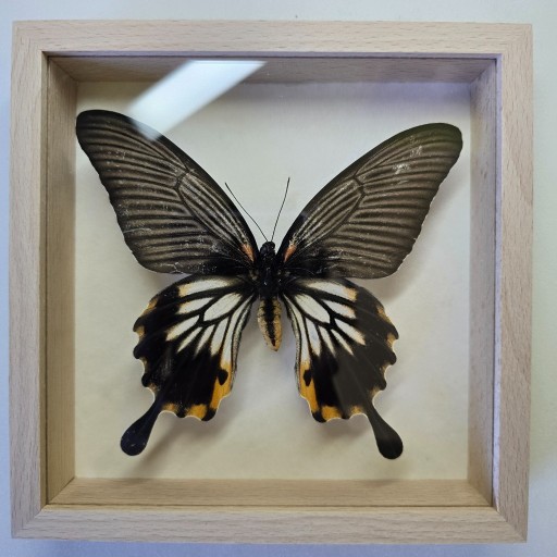 Zdjęcie oferty: Motyl w gablotce Papilio Memnon Memnon