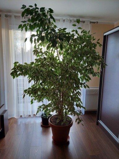 Zdjęcie oferty: Fikus Benjamin 220cm