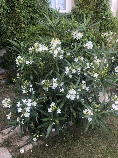 Zdjęcie oferty: Oleander. biały 