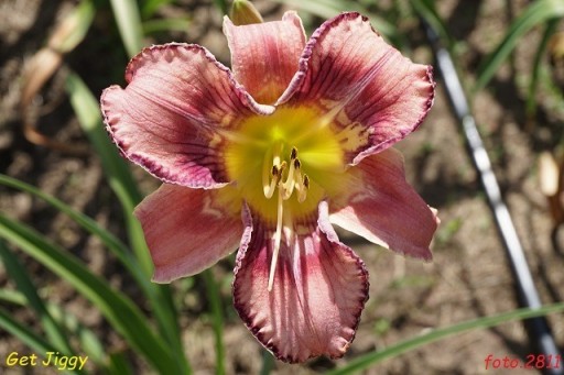 Zdjęcie oferty: Hemerocallis / Liliowiec: Get Jiggy