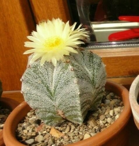 Zdjęcie oferty: Astrophytum myriostigma - 10 nasion