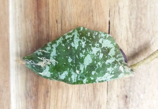 Zdjęcie oferty: Hoya imbricata - cięta sadzonka