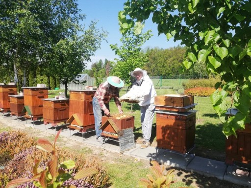 Zdjęcie oferty: Sprzedam Pszczoły wraz z Ulami,  7 sztuk