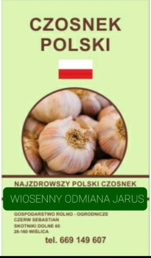 Zdjęcie oferty: POCZTA WARZYWNA POLSKI CZOSNEK Wiosenny JARUS 1kg