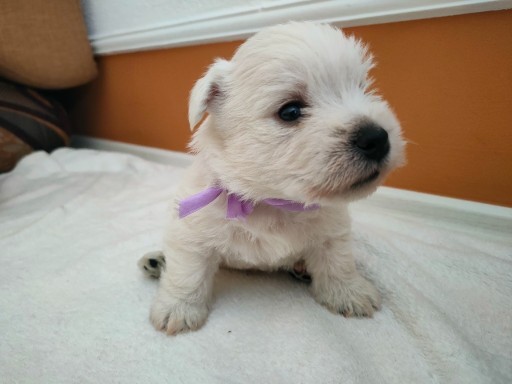 Zdjęcie oferty: West Highland White Terrier szczenięta szczeniaki