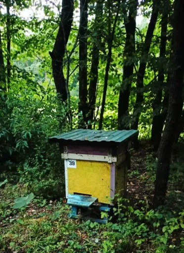 Zdjęcie oferty: Pszczoły Pasieka Rodziny Pszczele Ule