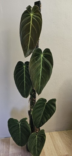 Zdjęcie oferty: Philodendron Melanochrysum