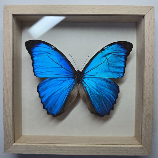 Zdjęcie oferty: Motyl w gablotce Morpho Menelaus