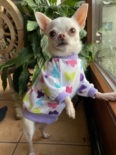 Zdjęcie oferty: Ubranko w kwiaty dla psa - rozmiar S 