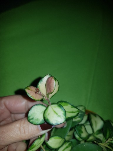Zdjęcie oferty: Hoya heuschkeliana variegata cięta 