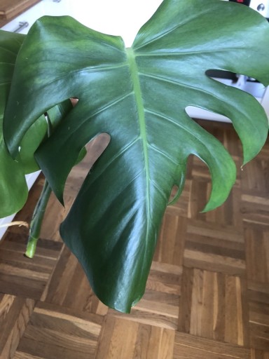 Zdjęcie oferty: Monstera Deliciosa