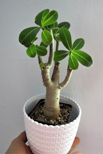 Zdjęcie oferty: Adenium arabicum - minibaobab sadzonka bonsai 