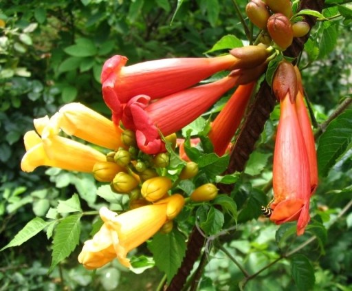 Zdjęcie oferty: Milin amerykański  Campsis radicans  30n      