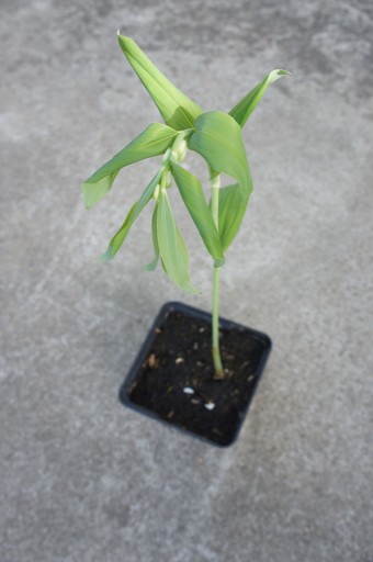 Zdjęcie oferty: kokoryczka wielokwiatowa Polygonatum, sadzonka