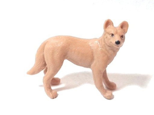 Zdjęcie oferty: małe dzikie zwierzęta pies dingo