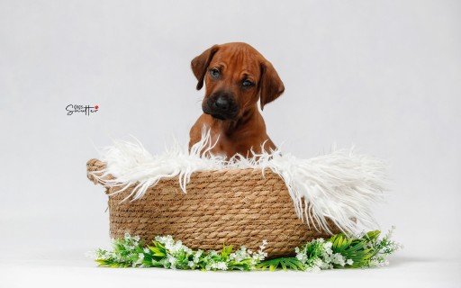 Zdjęcie oferty: Rhodesian Ridgeback szczenięta