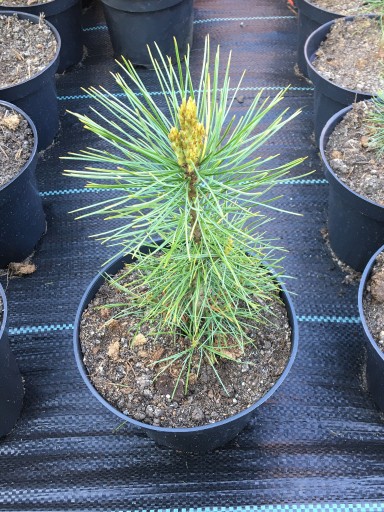 Zdjęcie oferty: Pinus nigra sosna czarna 2L producent