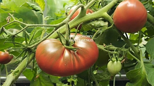 Zdjęcie oferty: Pomidor Southern Night 