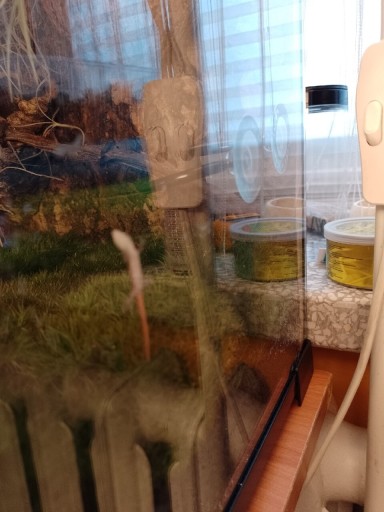 Zdjęcie oferty: Terrarium wyposażone