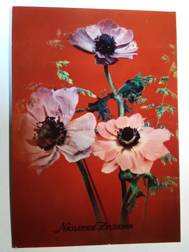 Zdjęcie oferty: Kwiaty rośliny fot. Biliński BW-P 1973 r.