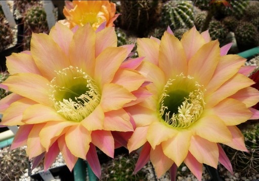 Zdjęcie oferty: kaktus Echinopsis hybryd Wessner 5-2008