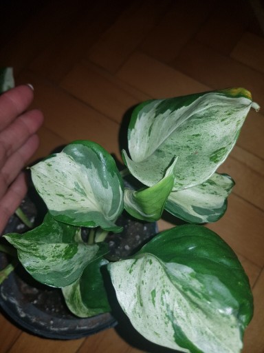 Zdjęcie oferty: Epipremnum Happy leafe 