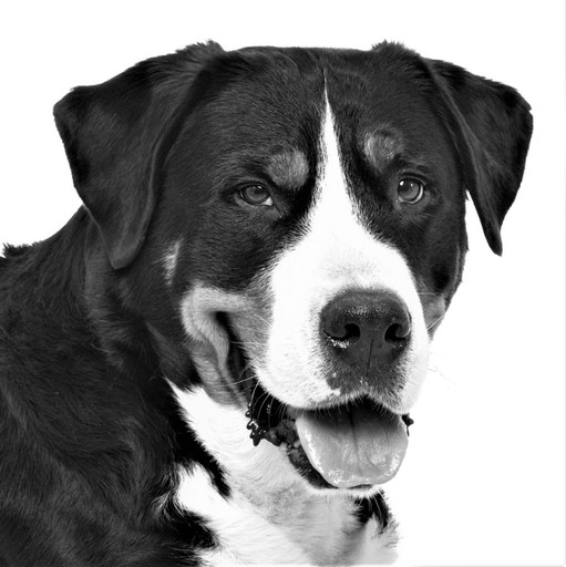 Zdjęcie oferty: Duży szwajcarski pies pasterski-naklejka-karoseria