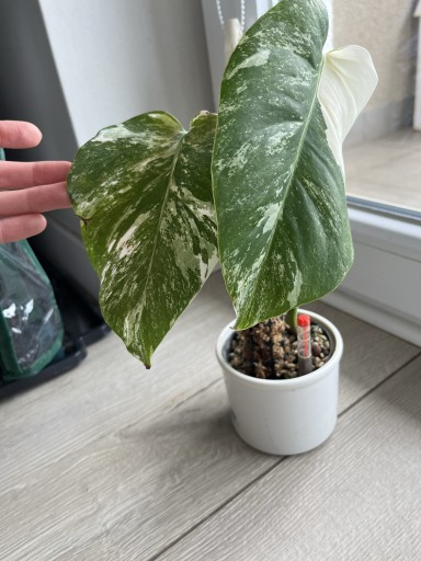 Zdjęcie oferty: Monstera Variegata ukorzeniona rosnąca CUDNA