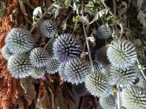 Zdjęcie oferty: przegorzan naturalny susz  kwiaty bukiety 