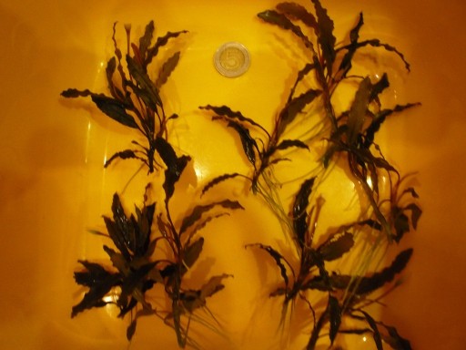 Zdjęcie oferty: Bucephalandra około 10 cm=14 zł+GRATIS