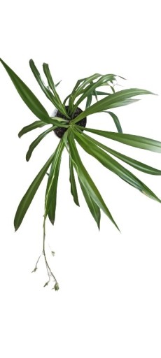 Zdjęcie oferty: ZIELISTKA Chlorophytum comosum 'Lemon'