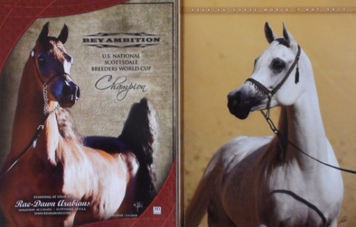 Zdjęcie oferty: ARABIAN HORSE WORLD nr 5/2011, koń, konie arabskie